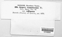 Irpex lacteus image